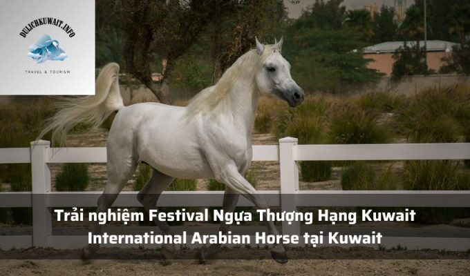 Trải nghiệm Festival Ngựa Thượng Hạng Kuwait International Arabian Horse tại Kuwait